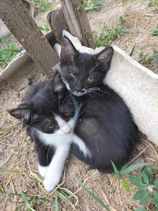 Котята в добрые руки