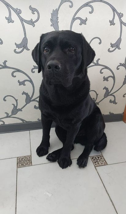 Лабрадор ищет пару для вязки