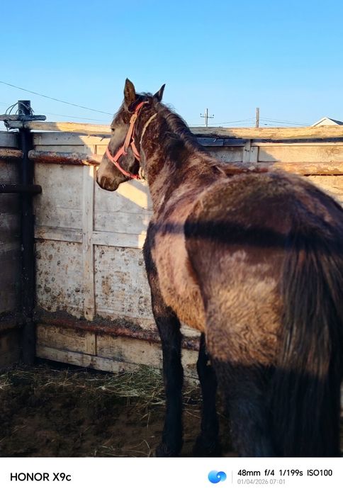 Продам кобылу 6 лет холостая