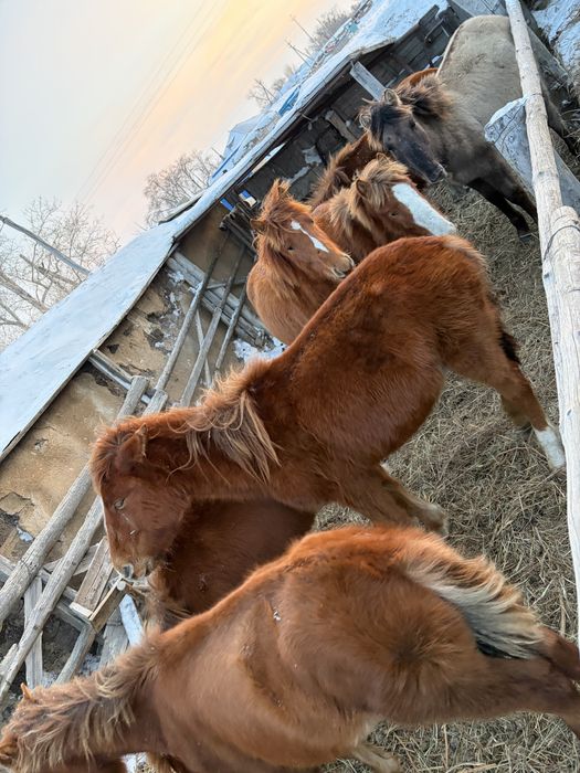 Лошади молодняк. Оптом