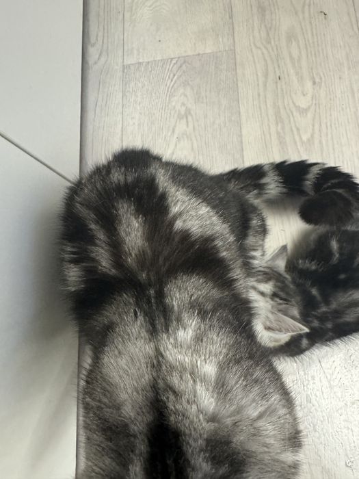 Кошка с катенком