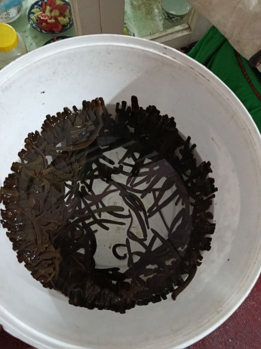 Zulik sotiladi rossiya Ruminiya optim donna