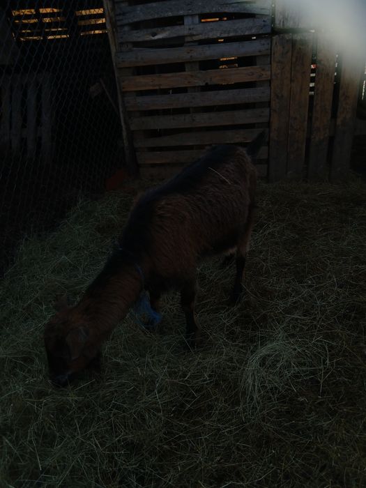 Capra cu lapte tanara/schimb