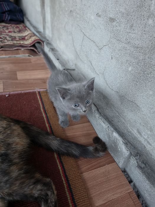 Котята  в добрые руки