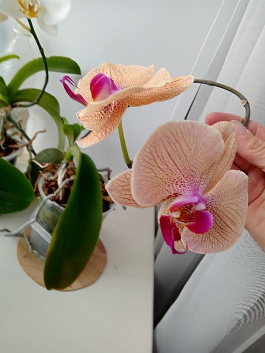 Орхидеи 7000 цветут