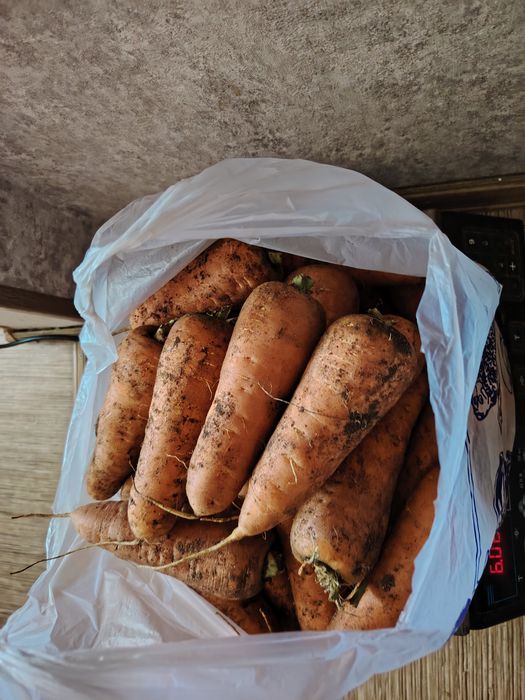Картошка Гала жёлтая и морковь