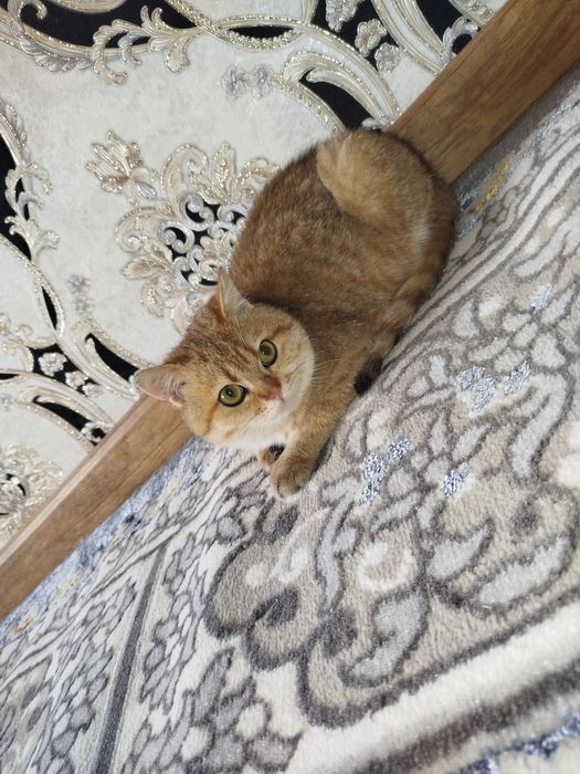 Zolotoy britanskiy shinshilla