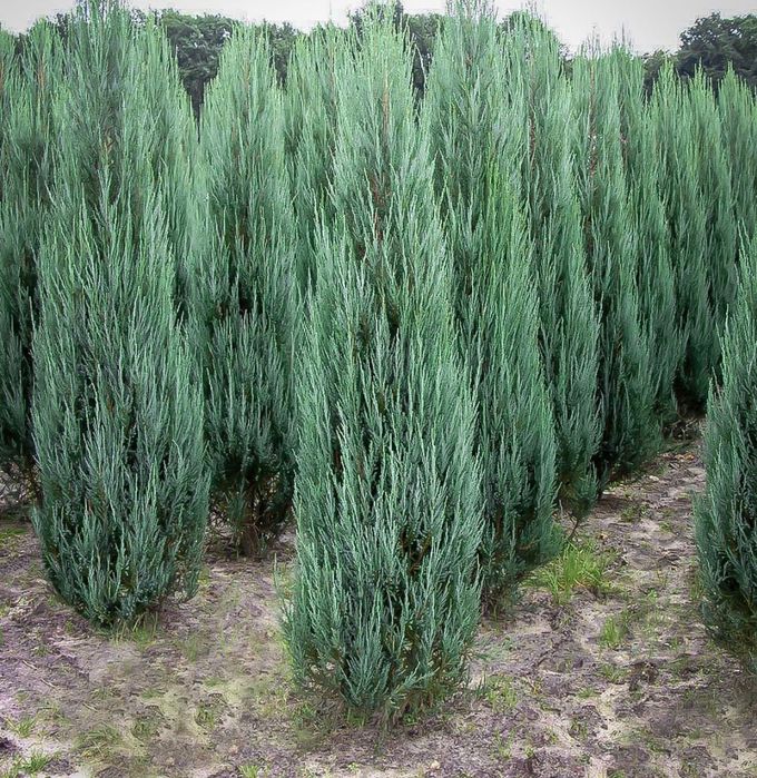 Tuia Platan Arțar Photinia