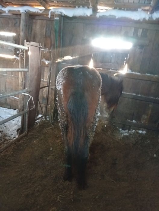 Продам лошадь (2.5 года) на откорме