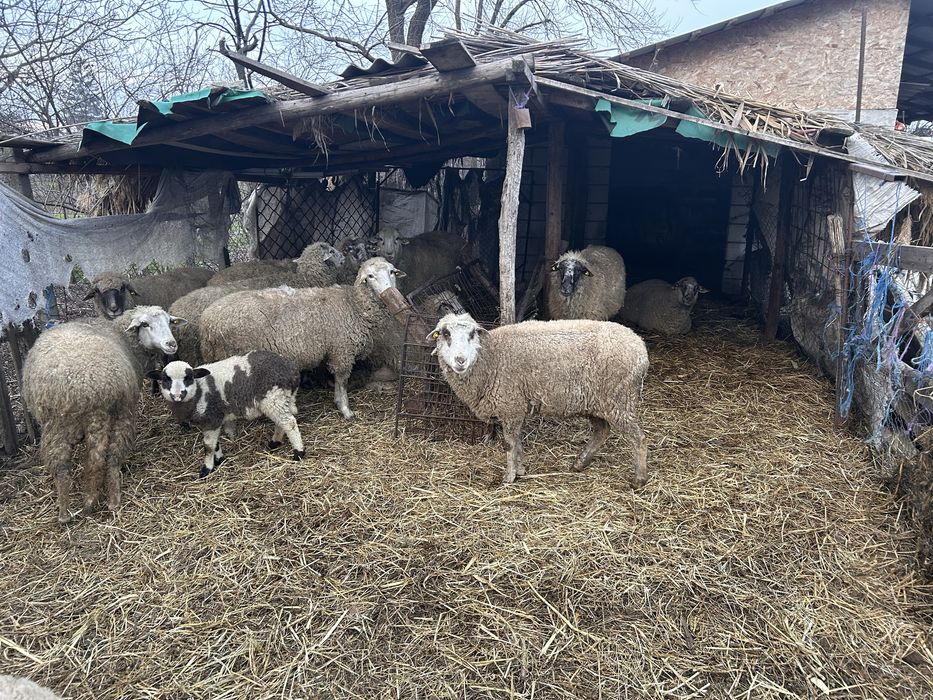 De vanzare 10 oi gestante