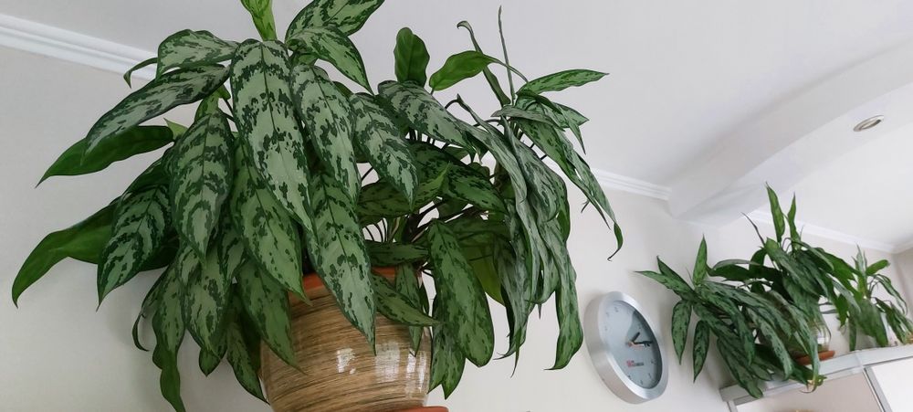 Аглаонема шикарная, сильвер квин