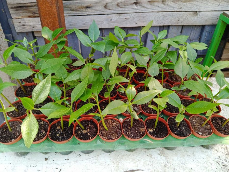 Плумерия - Франджипани