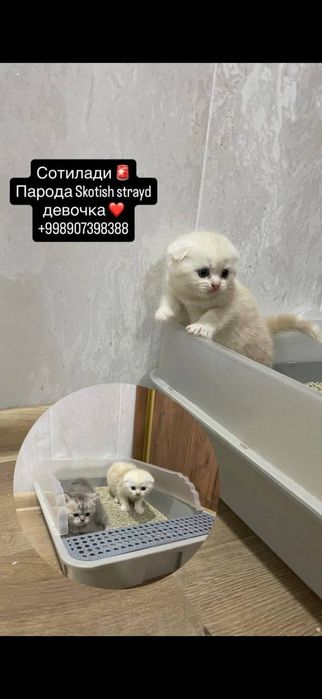 Срочно продам котят,чистокровных Скотиш Фолл,Скотиш Страйк.