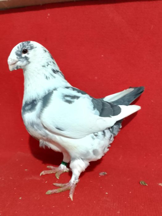 Porumbei AGH de vanzare