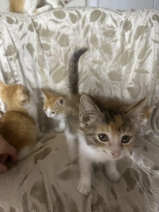 Отдам котят в хорошие руки