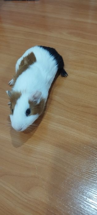 Продам морскую свинку,мальчик