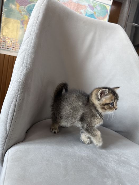 Девочка шиншилла