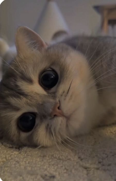 Передержка кошек
