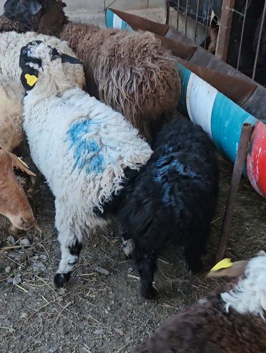 КозлыКой Сатылады