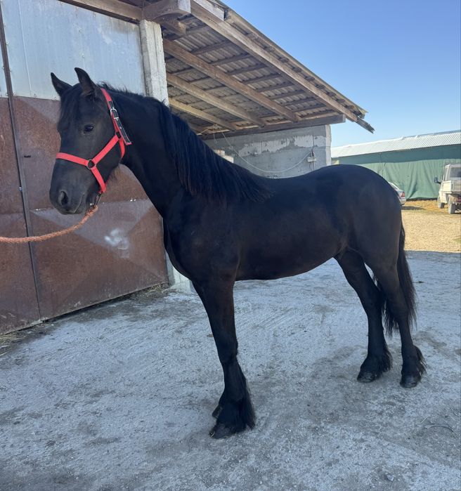 Manz Friesian / Frizian