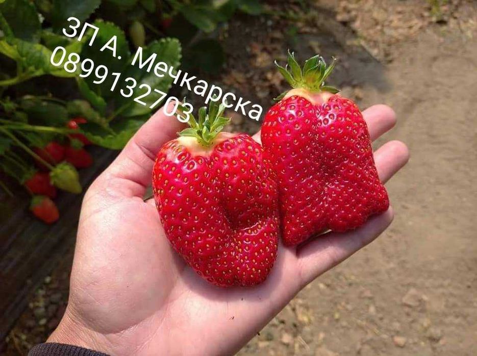 Продавам разсад ягоди сорт Алба