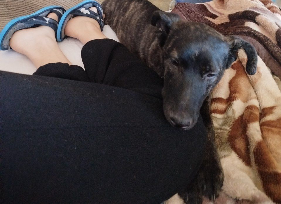 Отдам щенка подростка, срочно