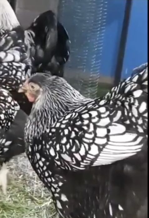 Wyandotte joʻjalari serebro. 1 xaftalik