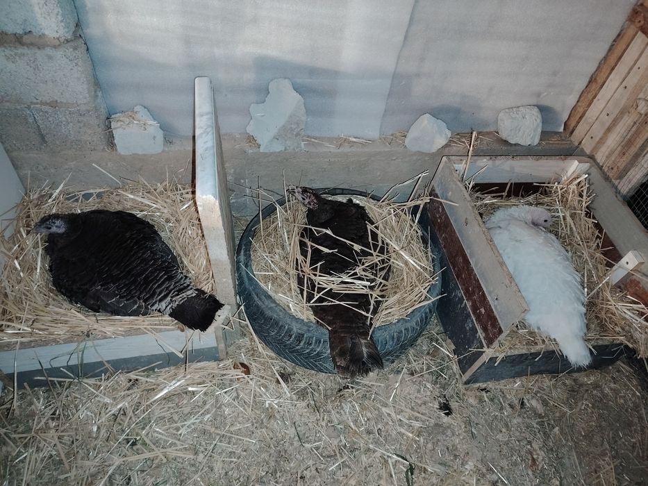 Kurk kurkala sotiladi 6 ta bor