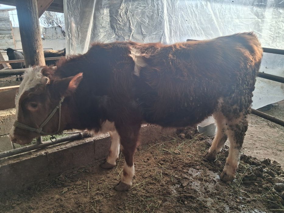 Продам бычка симментал