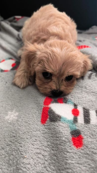 Pui Bichon Maltez mascul, 2 luni