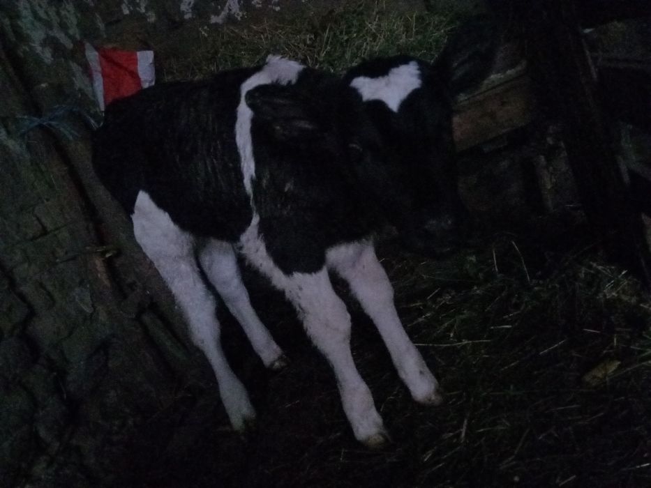 Продавам мъжко теле новородено