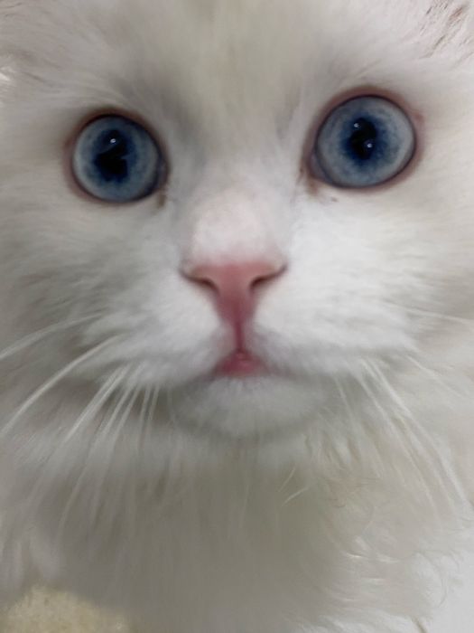 Турецкая ангора