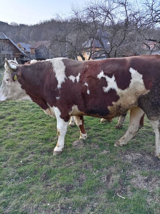 Boi de vânzare buni