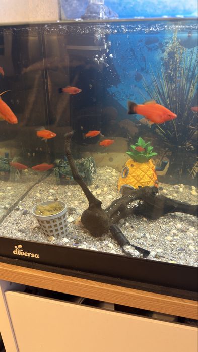 Vand acvariu complet echipat