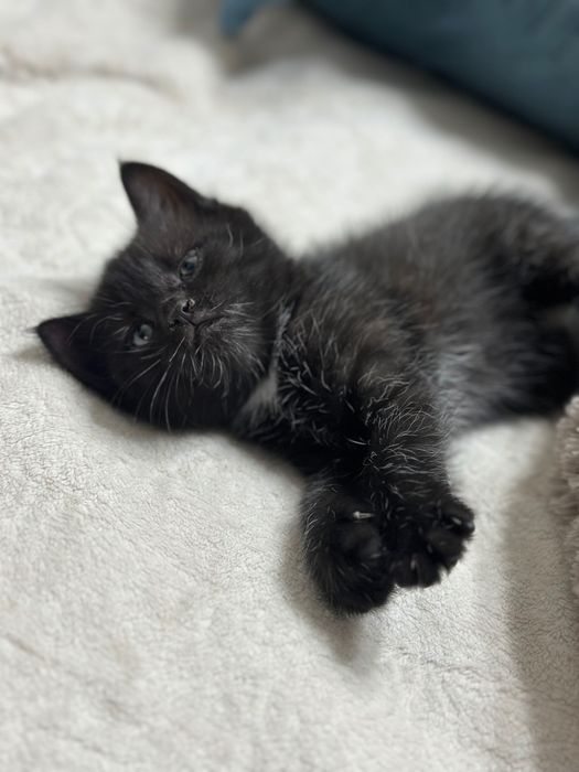 Котята шотландской кошки девочки