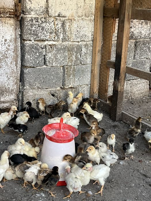 Vand pui de casa de la gaini ouatoare