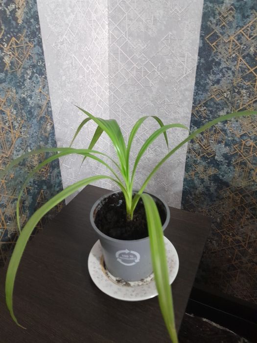 Комнатные  цветы