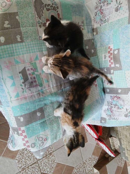 Adoptii pui pisica