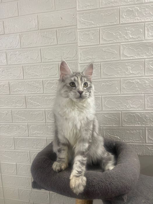 Maine Coon cu părinții campion.