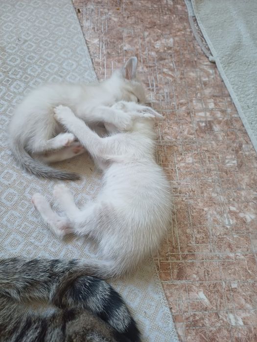 Отдам котят в добрые руки
