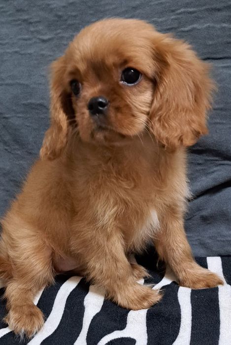 Продаются щенки Кавалер-Кинг Чарльз спаниель