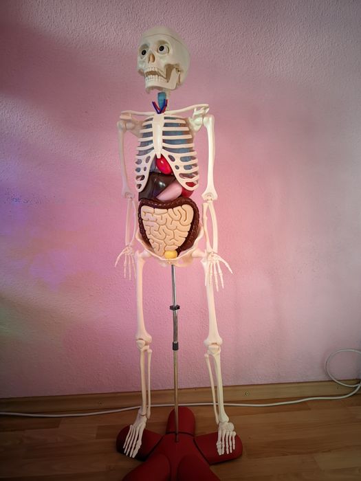 corpul uman schelet +set reviste integral