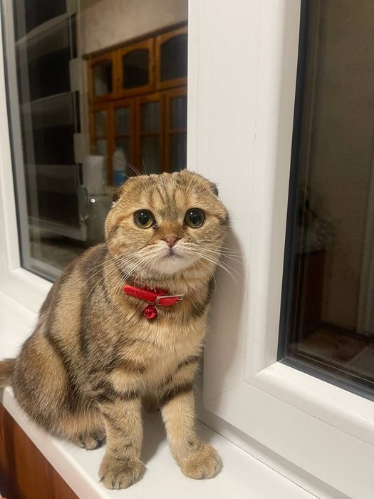 Нужен жених для вязки