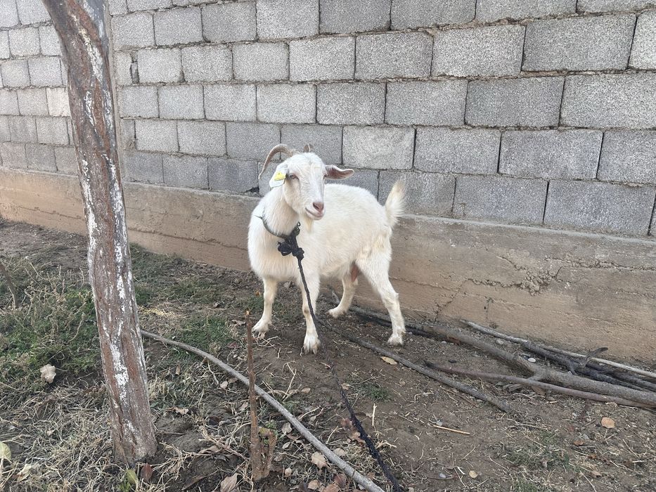 Саумалы ешки сатылады