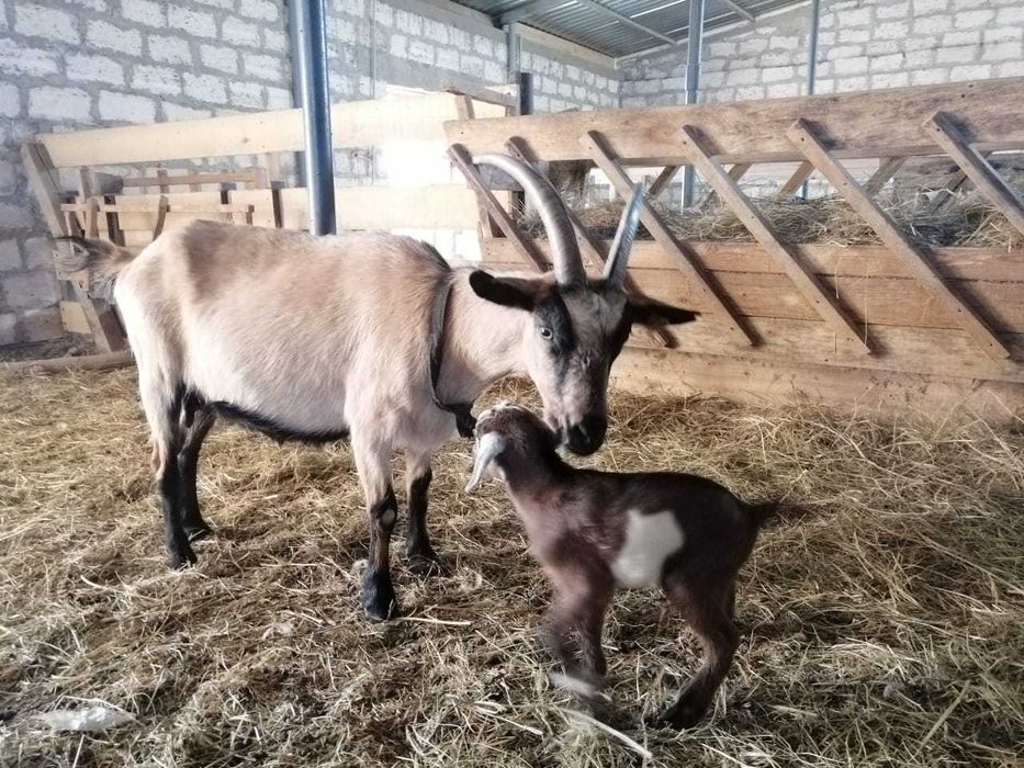 Продам дойных коз| Обучение в подарок| Сауын ешкілер табынын сатамын