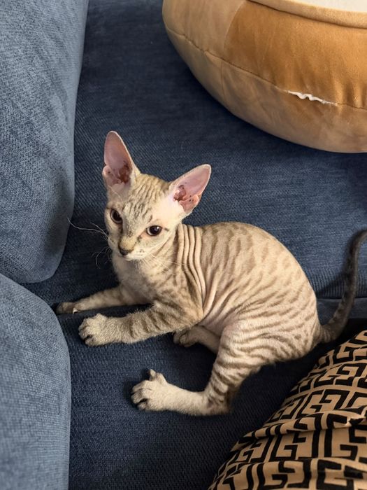 Сфинкс котенок браш