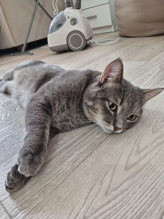 Молодой котик в добрые руки
