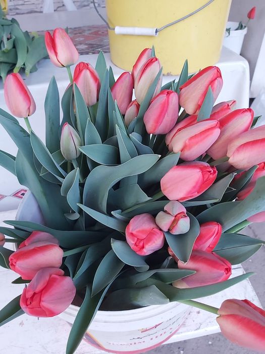 Тюльпаны Голандские на срез