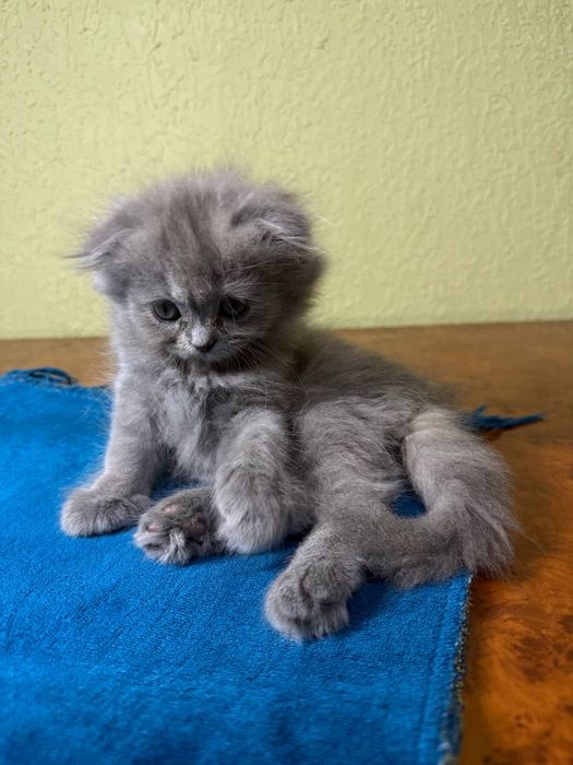 Скоттиш-фолд котята