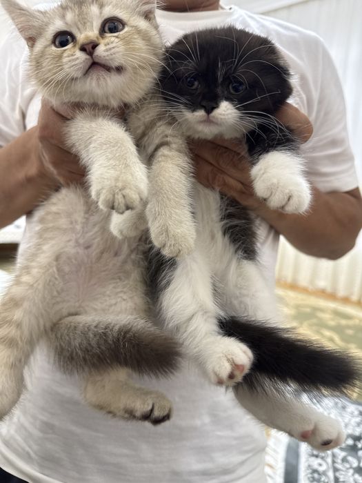 Продаю двух котят для хороших рук